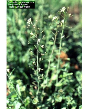 Capsella Bursa Pastoris